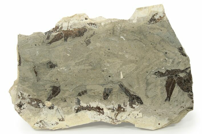 Unprepped Fossil Fish Mortality Plate - Wyoming #257202